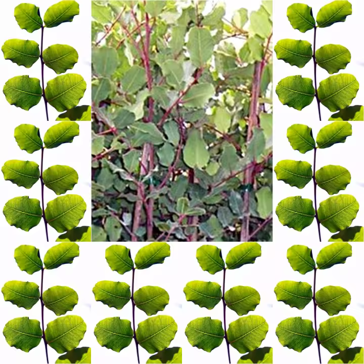 ¡¡¡ 10 Plantas !!! natural Ceratonia Siliqua. Algarrobo 15-20 cm. En cepellón. Resistencia a sequías, mejora del suelo, frutos nutritivos, sombra abundante y bajo mantenimiento. - 1