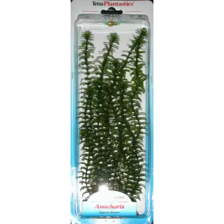 San Dimas - PLANTA ANACHARIS PLUS (28-33CM) - 1