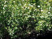 Planta natural arbol Populus Nigra. Alamo Negro. Rápido crecimiento, ofrece buena sombra, resistencia a suelos húmedos y climas fríos, mejora de la biodiversidad, control de erosión y uso ornamental o como barrera contra el viento. Segura Garden. - details 0