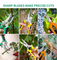 Tijeras De Podar Manuales De 3 Piezas Acero Inoxidable Para Recogida De Flores Y Frutas Herramienta De Jardinería Para Árboles - details 6