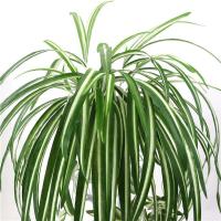 Pared De Plantas Artificiales Chlorophytum PVC Verde 65cm Decoración De Sala De Estar Falso Flor Simulación Rattan Origin China - details 4