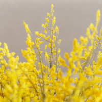 Arreglo Floral Artificial De Brevas De Bebé Lavanda Para Bodas Y Fiestas DIY Adorno Navideño Decoración De Hogar - details 7