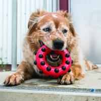 KONG Mordedor Circular Dotz para Perros Talla L - details 1