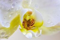✅ Sustrato universal Orquídeas 5 litros. Infertosa, lanza su sustrato especial Orquídeas, una mezcla perfecta para enriquecer y revitalizar todo tipo de Orquídeas. - details 1