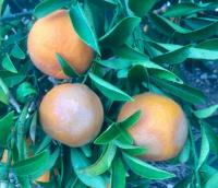 FUNGICIDA SISTEMICO PUNTUAL 45GR - CITRICOS - ARBOLES -HUERTO - VID - PEPINO- CALABACIN- PLANTAS - AGUADO- GOSMOSIS- PHYTOPHTHORA - MILDIU - details 3