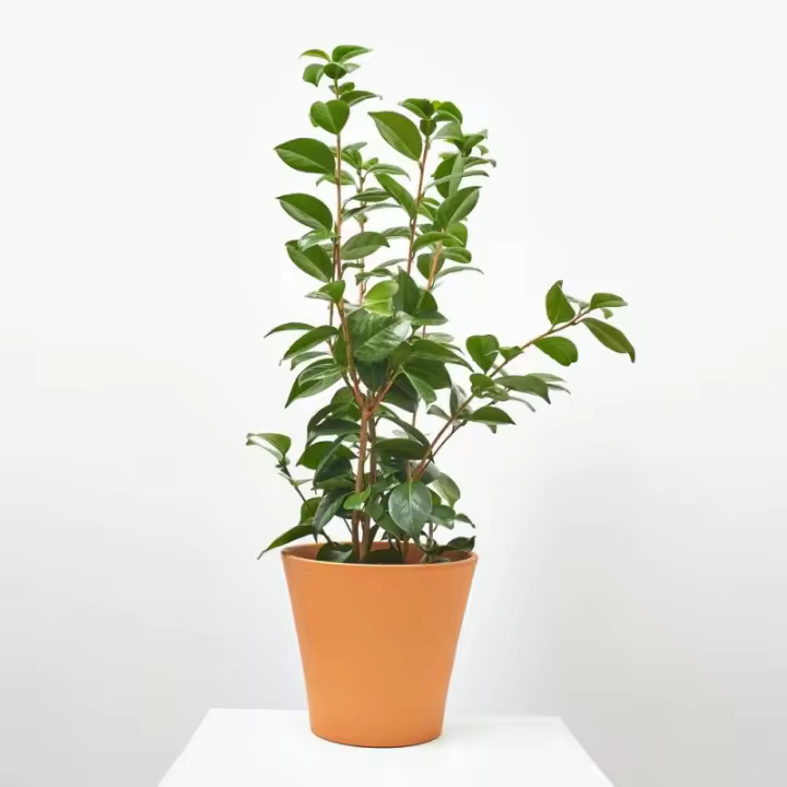 Verdecora CAMELIA - 1