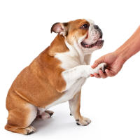 Limpia Patas De Mascota Con Silicona Suave Para Perros Y Gatos Tamaño S/M/L Portátil Y Práctico Para El Hogar Limpiador De Pies De Animales - details 5