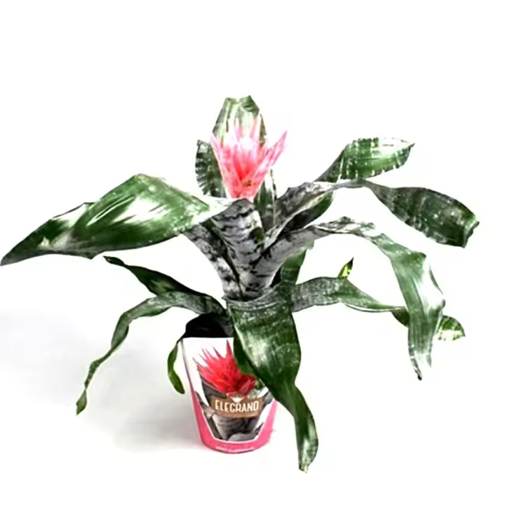 Planta natural Bromelia Aechmea. Segura Garden. Es ideal para el hogar porque purifica el aire, añade frescura y su belleza exótica mejora la estética del espacio, promoviendo bienestar. - 1