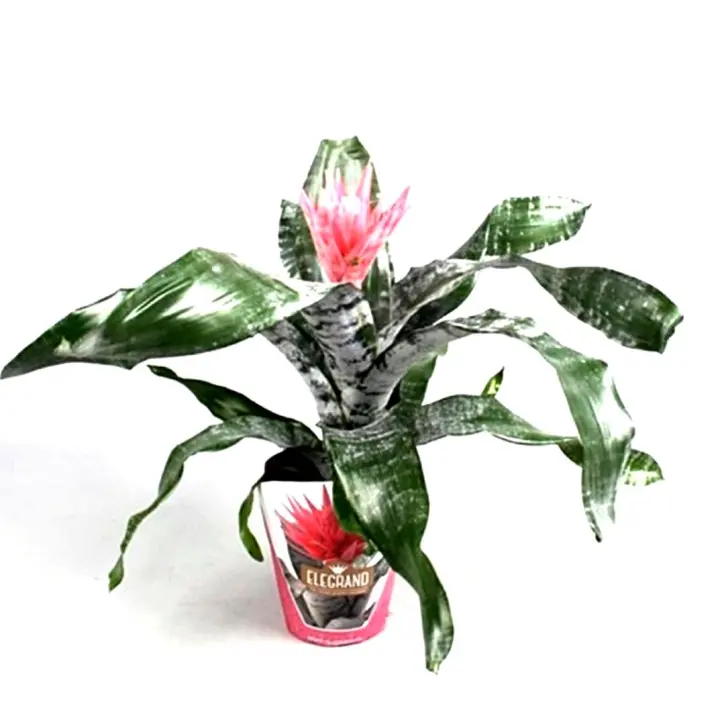 Planta natural Bromelia Aechmea. Segura Garden. Es ideal para el hogar porque purifica el aire, añade frescura y su belleza exótica mejora la estética del espacio, promoviendo bienestar. - 1