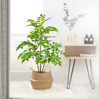 Falsa Hoja De Magnolia Y Ficus 105cm Para Decoración De Jardín Patio Interior Oficina Hoja De Figura Artificial De 41.3 Pulgadas - details 23
