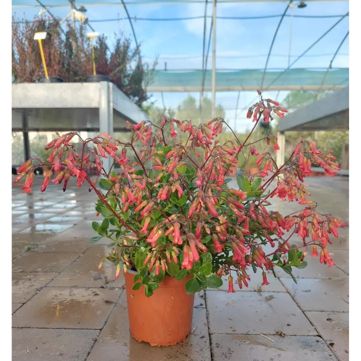 Kalanchoe Manginii erigido - 1