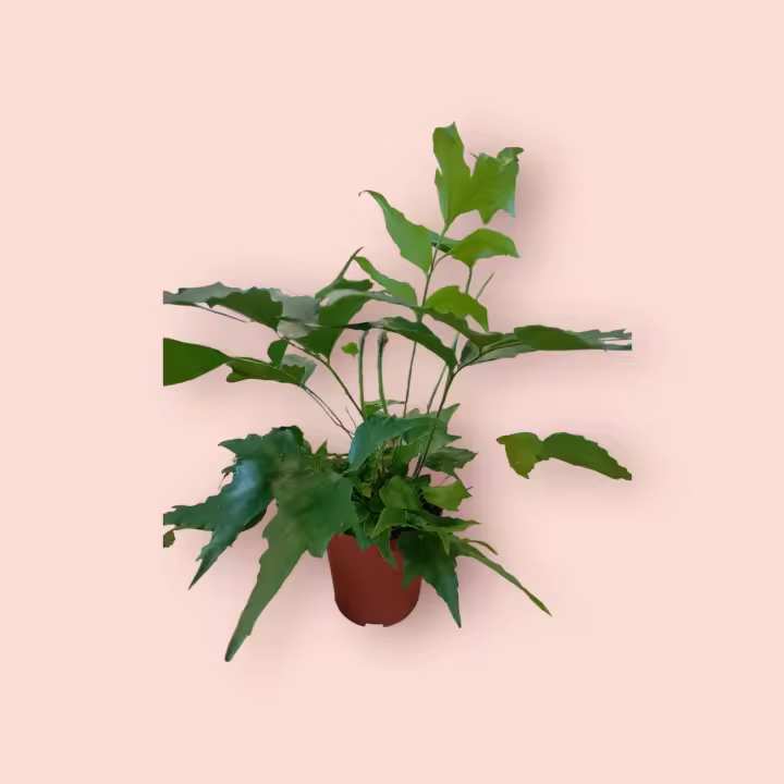 Helecho Natural de interior , Maceta Cerámica Incluida, Planta Ornamental de Interior Planta de interior - 1