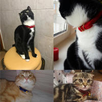 Collar De Seguridad Ajustable Para Gatos Y Perros Pequeños Collar Sólido Con Rompevías Y Liberación Rápida Para Mascotas Todas Las Estaciones Tamaño 1.0x30cm - details 0
