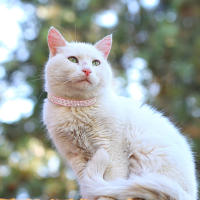 Collar De Gato De Cuero Suave Con Diamantes Bling Y Campana Seguridad Breakaway Ajustable Para Perros Y Gatos XS S Rosa - details 20