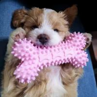 Juego De Juguetes Para Masticar Para Perros Pequeños Y Medianos 7 Piezas Juguete Interactivo Para Masticar Y Morder Para Cachorros - details 1