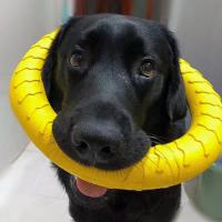 Juguetes Para Morder Perros Indestructibles Flotantes Y Atrapables Herramientas De Entrenamiento Para Cachorros Pequeños Medianos Y Grandes Juguete De Lanzamiento Y C Atrer - details 0