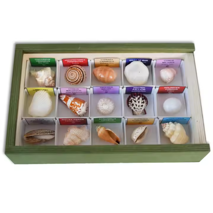 Minerales y Fósiles Nano Colección de 15 Conchas del Mundo - 1