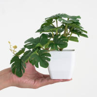 1pc Plantas Artificiales Pequeñas Con Macetas De Plástico Decoración De Escritorio Para Oficina Y Hogar Ambiente Interior Y Exterior - details 1