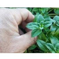 Infusión de Menta Poleo Carmencita - Herbal Tea Sobre x 10 - Bebida Refrescante Natural para Relajarte y Disfrutar - details 2