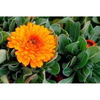 Semillas Caléndula - Sobre 10 GR (Sobre Grande) - Semillas Profesionales Gourmet con flores comestibles - Rocalba Semillas - details 1
