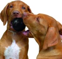 Kong Extreme Ball Pelota De Caucho Para Perro S - details 2