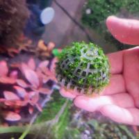 Soporte Para Heno De Hierba De 2 Piezas Para Acuario Forma De Heno De Hierba DIY Para Tanque De Peces Filtro Para Plantas De Acuario - details 7