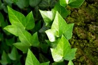Planta natural Trepadora Hedera Helix. Hiedra Común. Rápido crecimiento y bajo mantenimiento. Purifica el aire, controla la erosión, tolera sombra y mejora la estética en paredes y jardines. Segura Garden - details 0