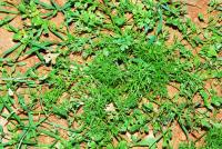 Herbicida para Malas Hierbas HERBIFAST de Hoja Estrecha MUY EFICAZ | 125 ml para diluir en 31 litros de Agua | Acción Sistémica y Rápida Absorción | Ideal Huertos y Cultivos Hortícolas| Acción sistémica completa | Nexum+Market - details 1