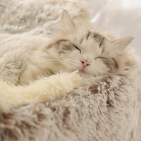 Nueva Cama De Gato Y Perro Caliente Redonda De Peluche Larga Casa De Gato Para Gatitos Almohadilla De Manta Para Mascotas Pequeñas Chihuahua - details 8