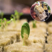 36/50Pcs Iniciadores De Plagas De Esponja Y Poliestireno Para Cultivo En Casa Jardín Herramientas De Suministros De Invernadero Cubos De Medio De Cultivo Hidroponía - details 7