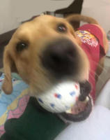 Bola De Juguete Para Perros Luminosa Y Masticable De Goma Con Alta Elasticidad Resistente Al Mordisco Juguete Interactivo Para Lanzar Y Volar Accesorios Para Mascotas - details 10