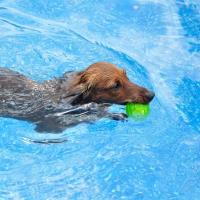 Bolas De Juguete Para Mascotas Mordedor Aullador De Plástico Para Perros Y Gatos Limpieza De Dientes Juguete Masticable Para Cachorros Accesorios Para Mascotas - details 10