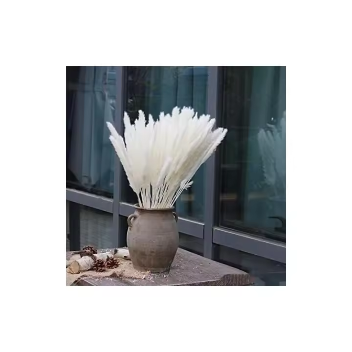 15 piezas/1 Manojo de Junco Seco natural, hierba de La Pampa, Phragmites Communis, Flor de Caña, Flor de Boda para decoración del Hogar - 1