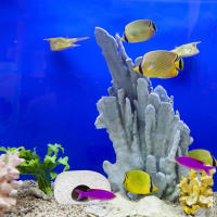 Cueva De Escondite Para Caracoles En Acuario Decoración De Tanque De Peces Casa De Acuario Material Duradero Tamaño Ajustable - details 3