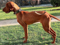 Collar Pesado Para Perros Con Manija Resistente Y Reflejante Para Entrenamiento Caminatas O Caza Adecuado Para Grandes Razas - details 12