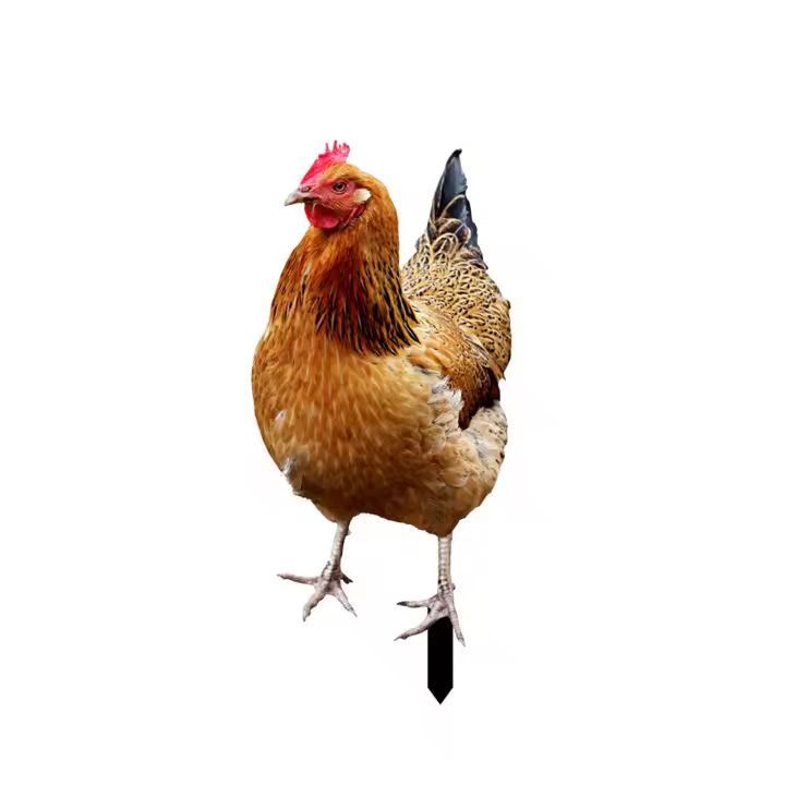 Estatua De Gallo Para Jardín Pato Rojo Escultura De Pollo Para Decoración Al Aire Libre Resistente Al Clima Figura De Hembra Para Patio Jardín Hogar - 1