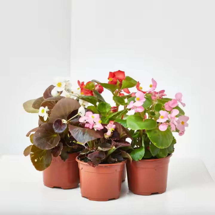 Verdecora - Begonia Surtido Variado para Exterior - Cuidados Fáciles y Abono para Plantas de Flor - 1