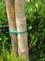 Macarrón de Atado de plantas de 2.75mm. de grosor - Pack 3 unidades de 1 Kg. cada una - Ovillo de macarrón de pvc extensible verde para el atado y entutorado de la viña y árboles. - details 1