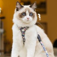 Juego De Arnes Para Gatos Y Perros Con Correa Larga Y Fijación En El Pecho Accesorios Para Mascotas Material De Algodón - details 1