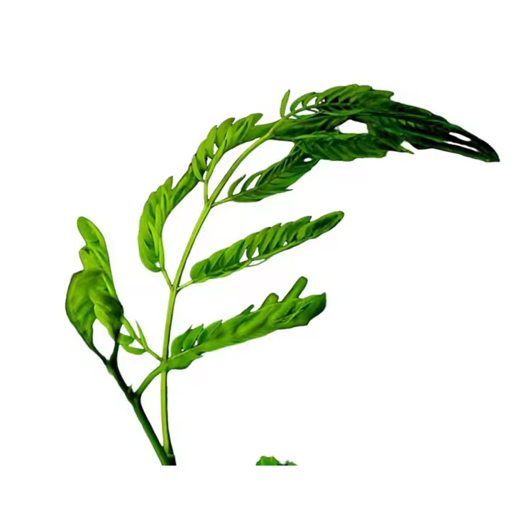 Planta natural de Tamarindo. Tamarindus Indica. Arbol tropical que produce frutos agridulces altamente valorados en cocina. Para jardines es ideal añadiendo un toque exótico al mismo. - 1