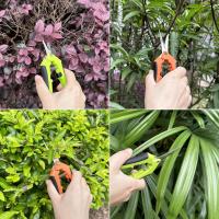2 tijeras para Bonsai, tijeras para Flores, Tijeras de Jardín pequeñas, tijeras para cannabis, Tijeras de Podar curvas para - details 2