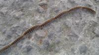 Trampa para Oruga procesionaria del Pino, con Gran Capacidad de Captura de Larvas. Válido hasta Troncos de 130 cm de perímetro. Método de control de la oruga procesionaria, sin pesticidas. - details 2