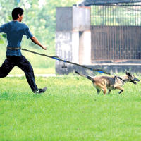 Correa Reflectante Para Perro De Corrida Con Cinturón De Soporte Elástico Y Anillo D Metálico Para Libertad De Manos Manguera De Agarre Para Todas Las Estaciones - details 2
