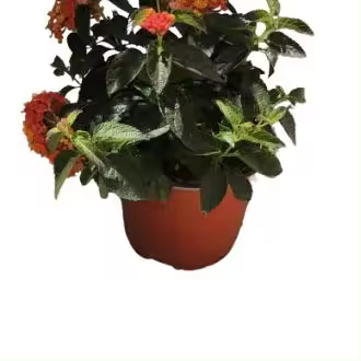 Lantana - 1