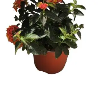 Lantana - 1