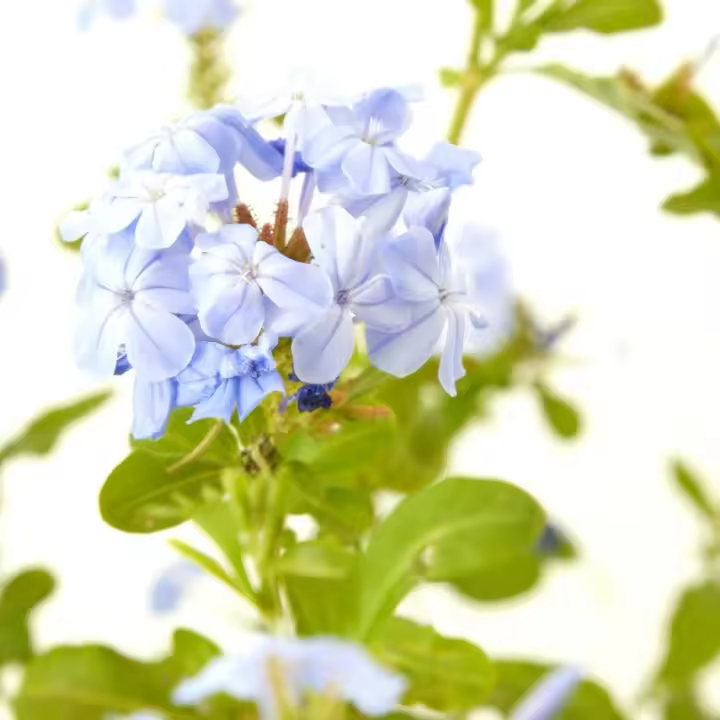 Verdecora - Jazmín Azul Natural de Exterior - Variedad de Colores - 1