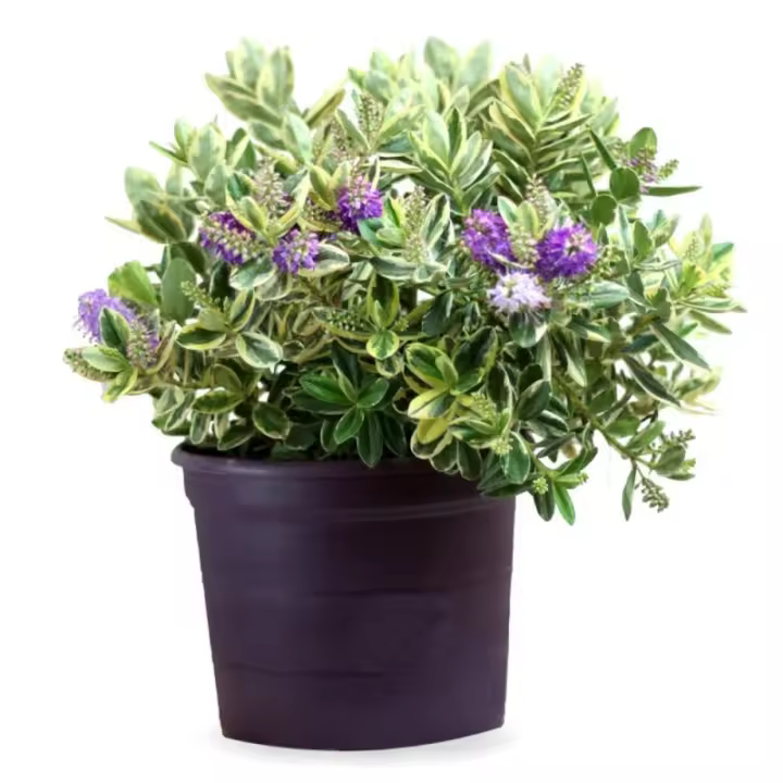 Verdecora VERONICA - 1