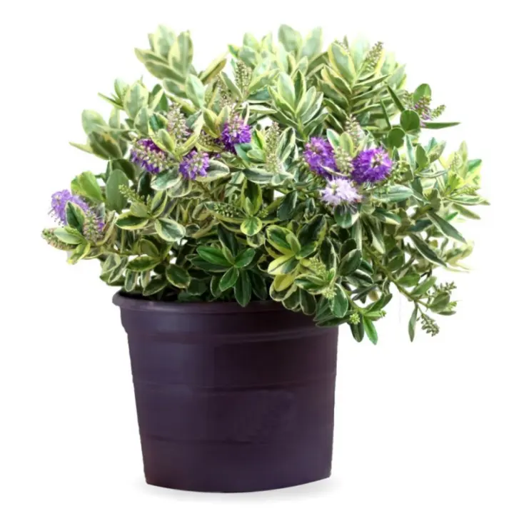 Verdecora VERONICA - 1