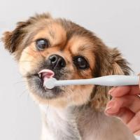 Cepillo De Dientes Suave Para Perros Y Puppies Elimina El Mal Aliento Accesorios De Cuidado Dental Universal Material PBT Y Plástico - details 4