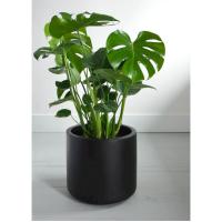 Planta de interior Monstera costilla de Adán Natural Monstera Deliciosa citrus flowers plants - details 1